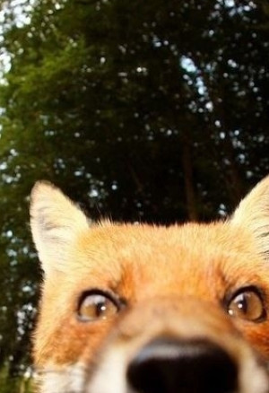 A 3103 hut (Satomi) Tsuyo Gari, Dakishimete (Не отпускай меня)(Naruto)