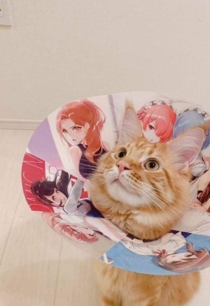 Влечение Хо!